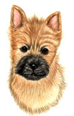 Cairn Terrier Puppy